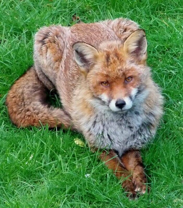 Cute Foxes (39 pics)