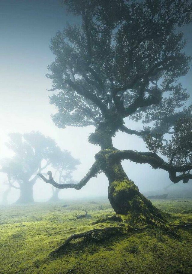 Amazing Nature (40 pics)