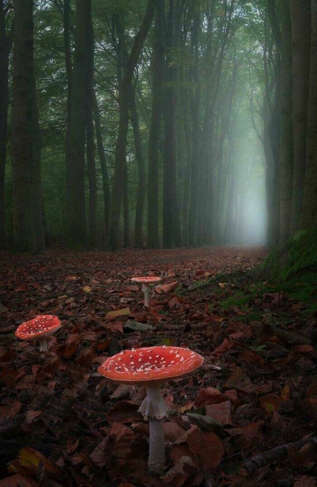 Amazing Nature (40 pics)