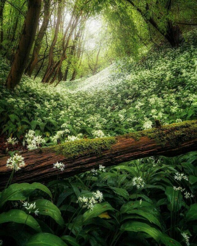 Amazing Nature (40 pics)