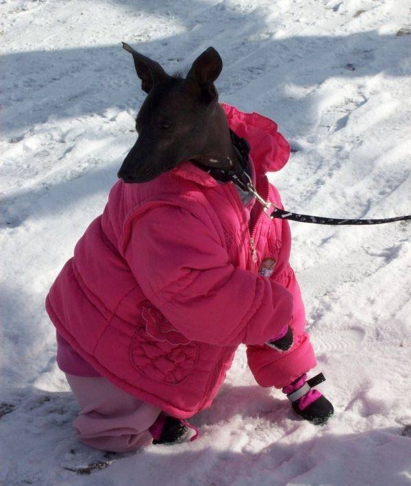 Funny Animals (52 pics)