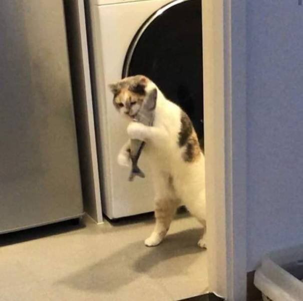 Funny Animals (52 pics)