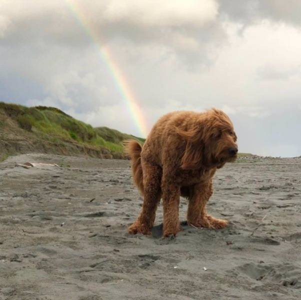 Funny Animals (52 pics)