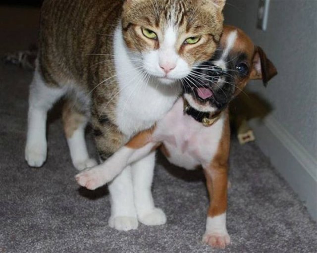 Angry And Funny Cats (21 pics)
