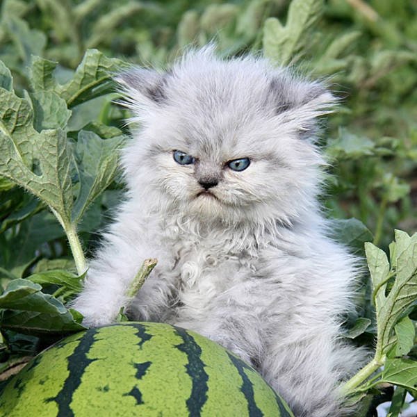 Angry And Funny Cats (21 pics)