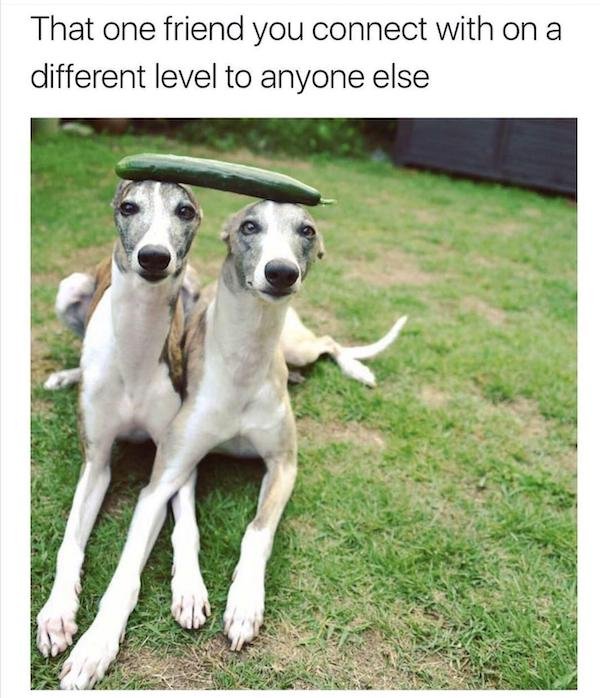 Memes With Dogs (23 pics)