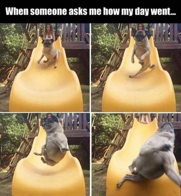 Memes With Dogs (23 pics)