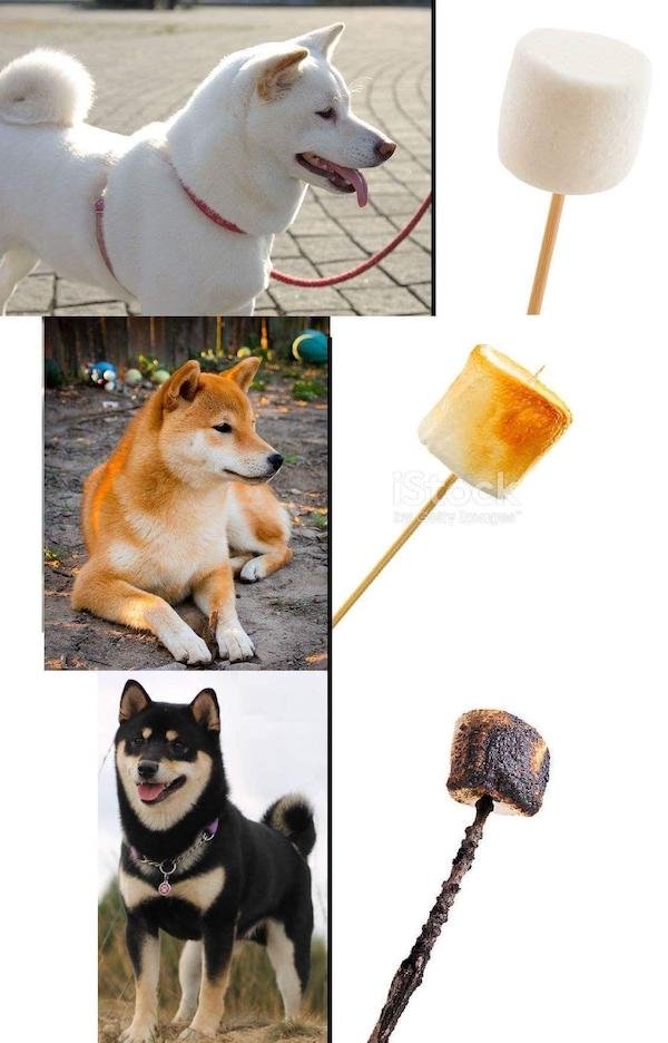 Memes With Dogs (23 pics)