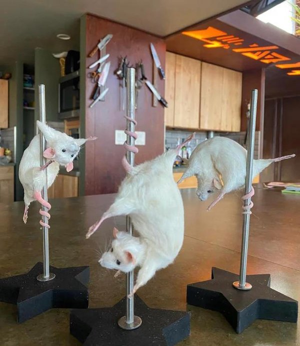 Weird Designs (27 pics)