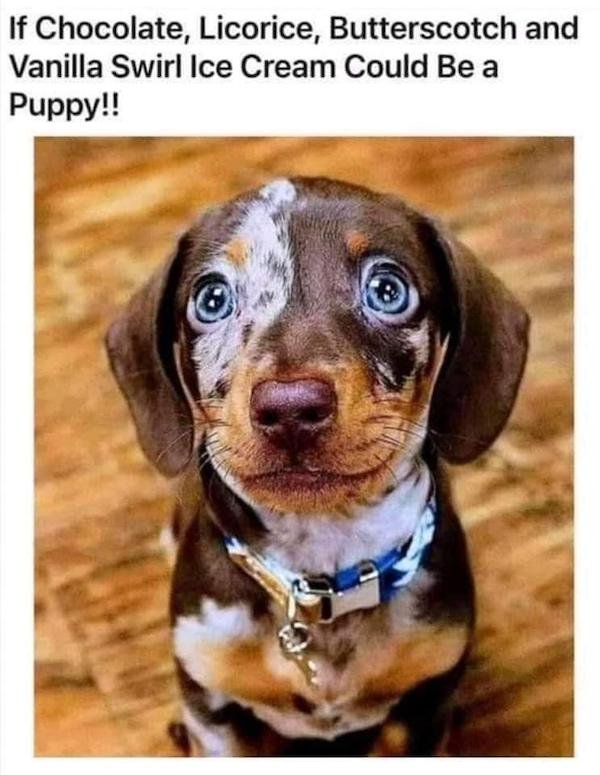 Memes With Dogs (23 pics)