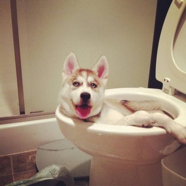 Cute And Funny Animals (47 pics)