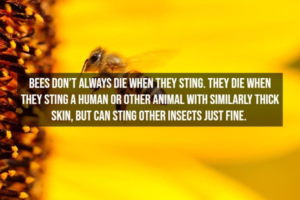 Random Facts (13 pics)