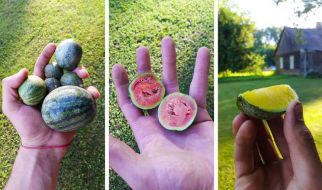 Funny People (18 pics)