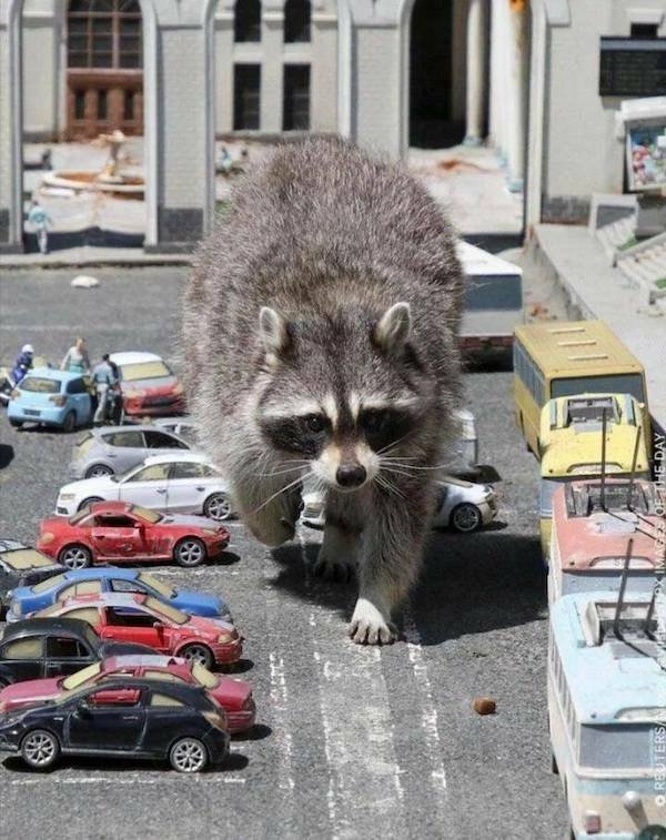 Cute Animals (31 pics)