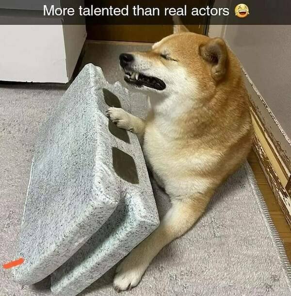 Cute Animals (31 pics)