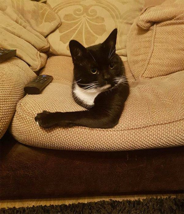 Funny Cats (28 pics)