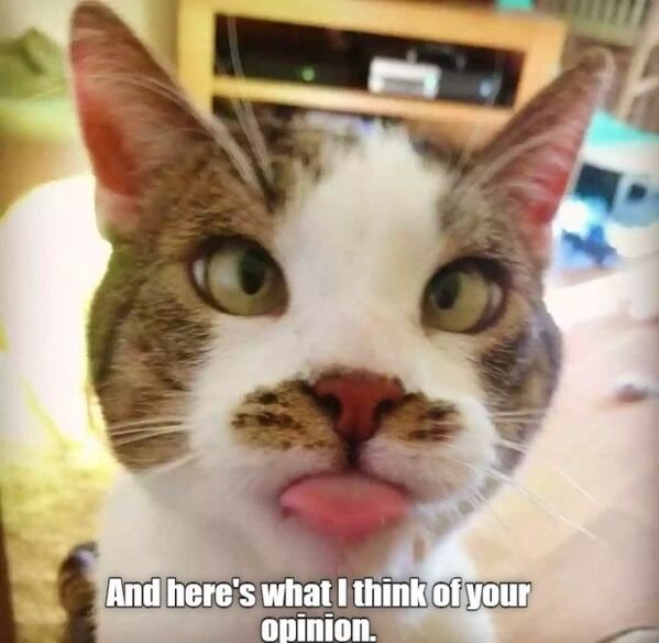 Funny Cats (28 pics)