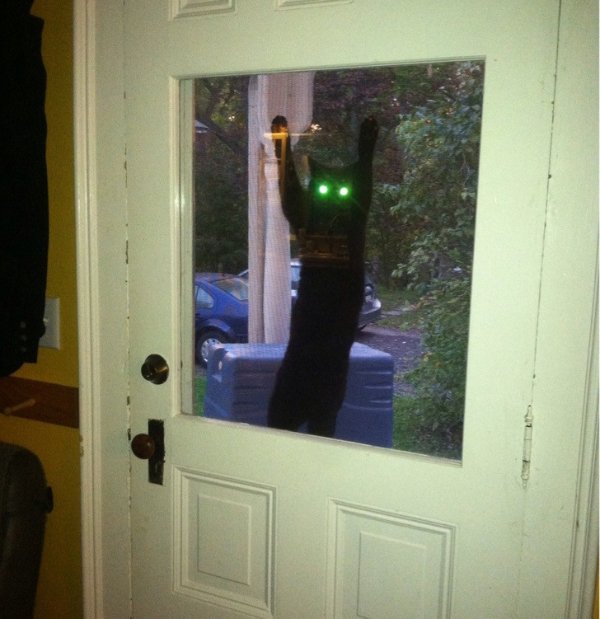 Funny Cats (28 pics)