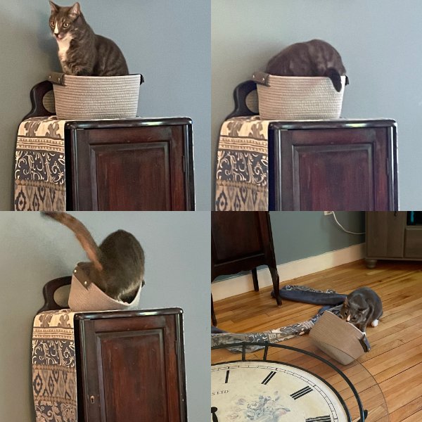 Funny Cats (28 pics)