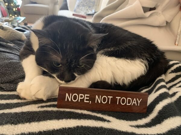 Funny Cats (28 pics)