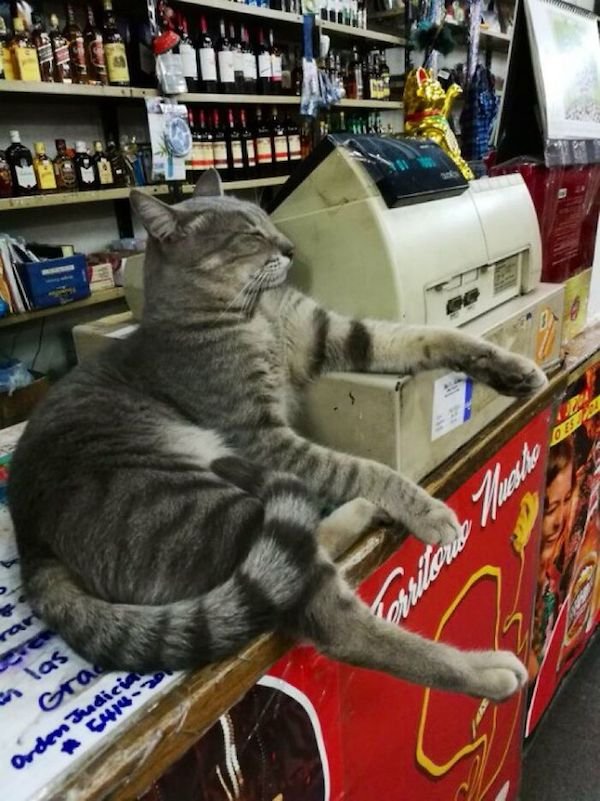 Funny Cats In Shops (30 pics)