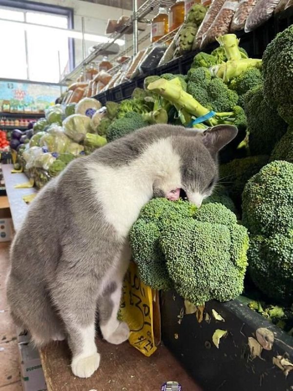 Funny Cats In Shops (30 pics)