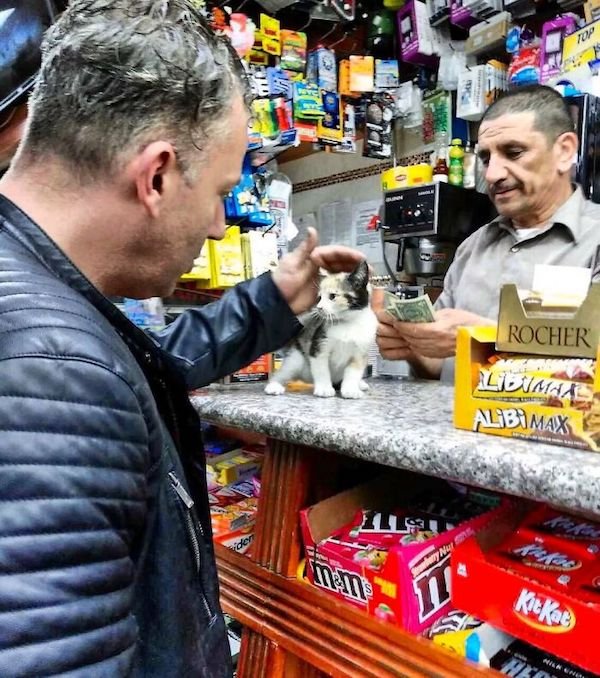 Funny Cats In Shops (30 pics)