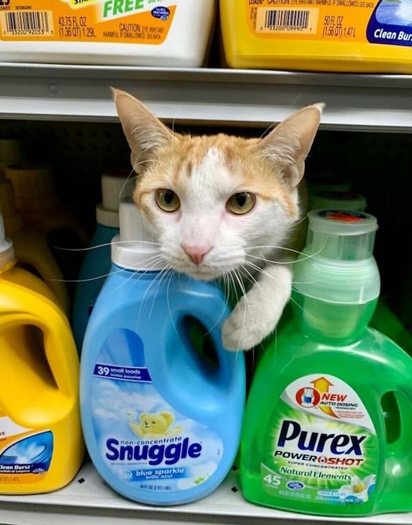 Funny Cats In Shops (30 pics)