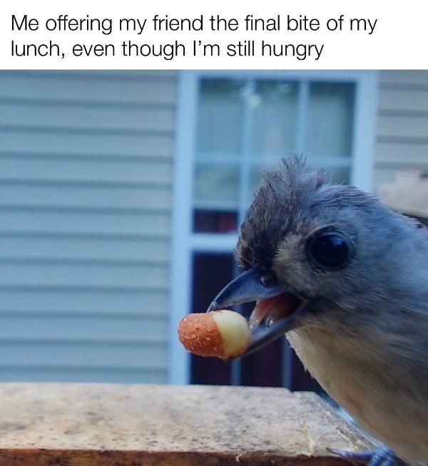 Random Memes (23 pics)