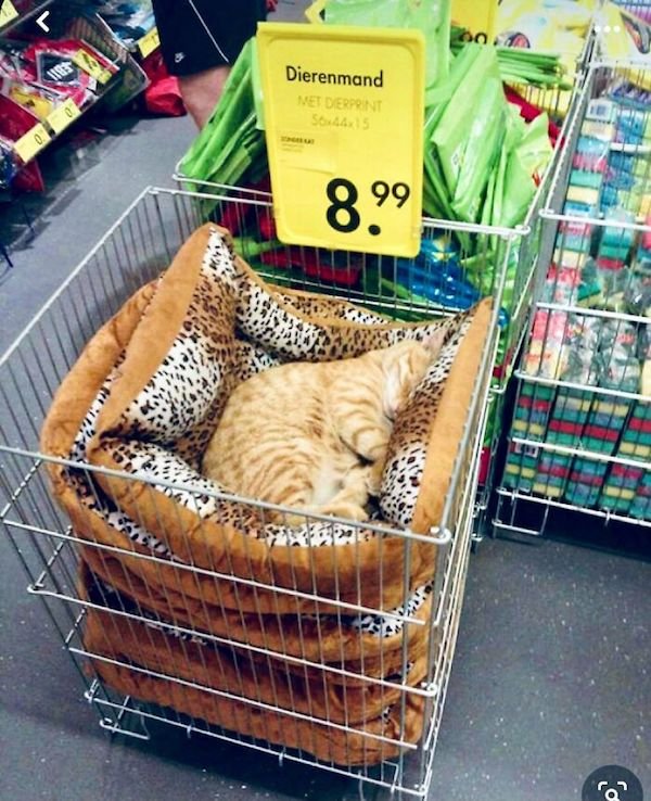 Funny Cats In Shops (30 pics)