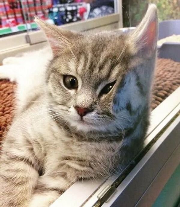 Funny Cats In Shops (30 pics)