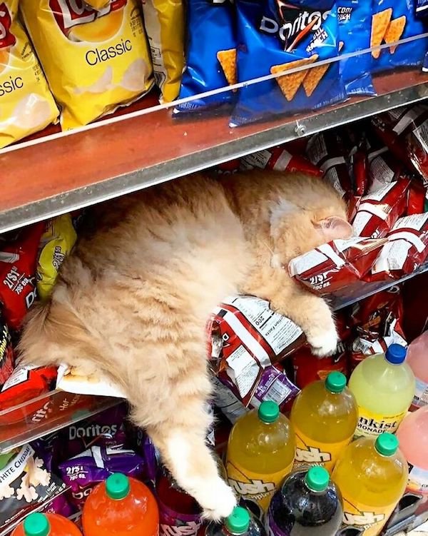 Funny Cats In Shops (30 pics)