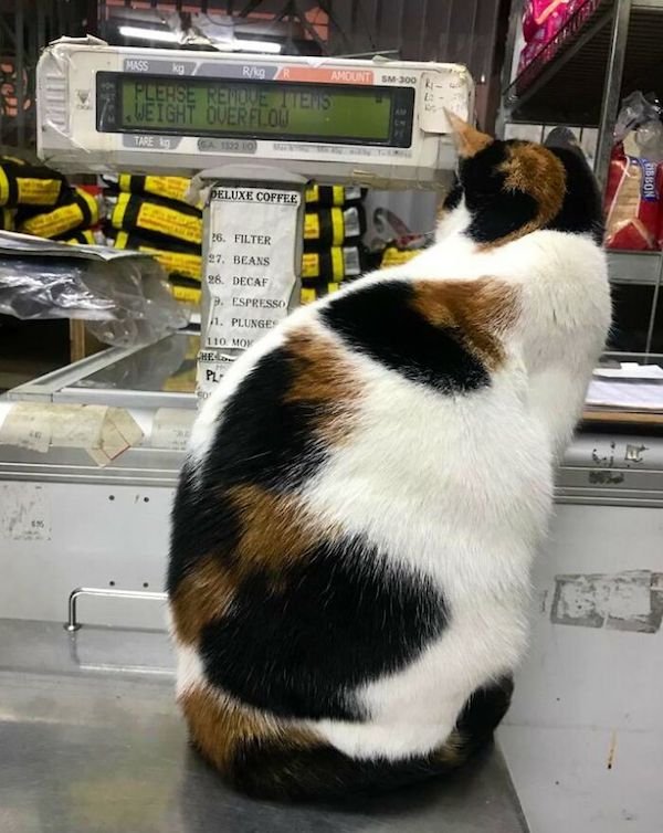 Funny Cats In Shops (30 pics)