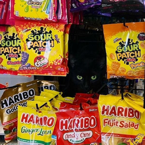 Funny Cats In Shops (30 pics)