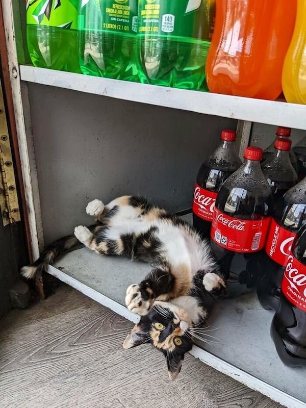 Funny Cats In Shops (30 pics)