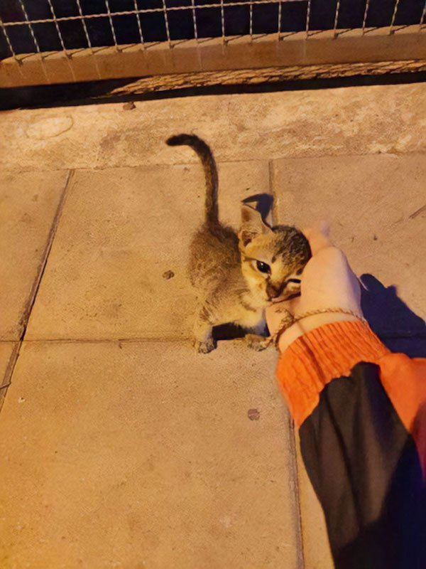 Funny Cats In Shops (30 pics)