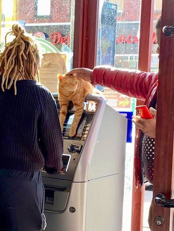 Funny Cats In Shops (30 pics)