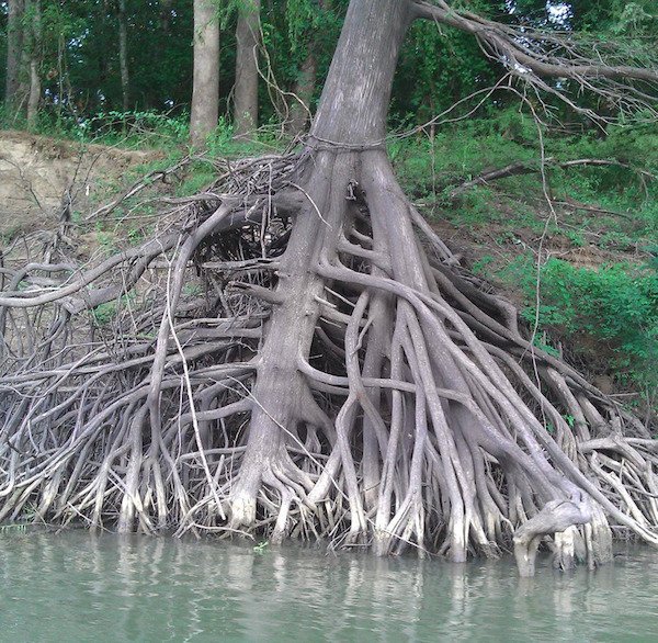 Amazing Nature (25 pics)