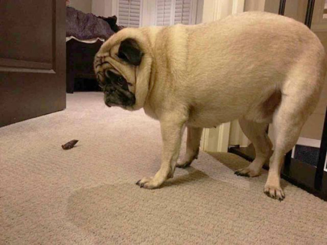 Funny Dogs (22 pics)