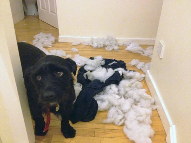 Funny Dogs (22 pics)