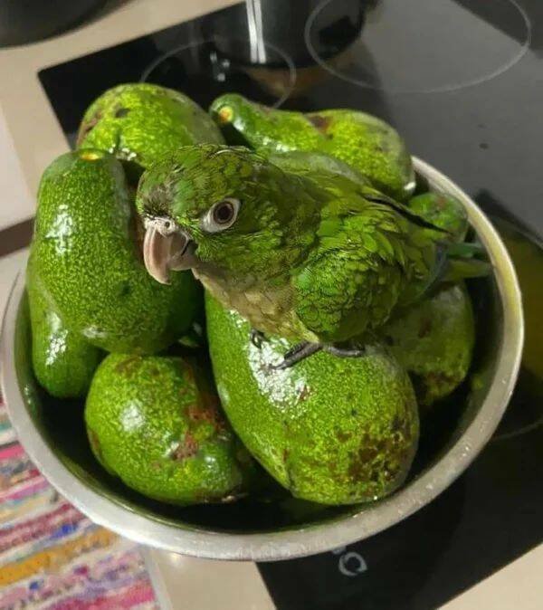 Accidental Camouflage (30 pics)