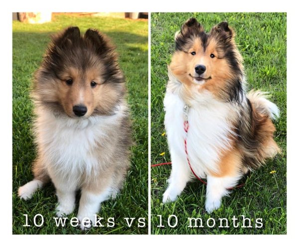 Dogs Grow Up (30 pics)