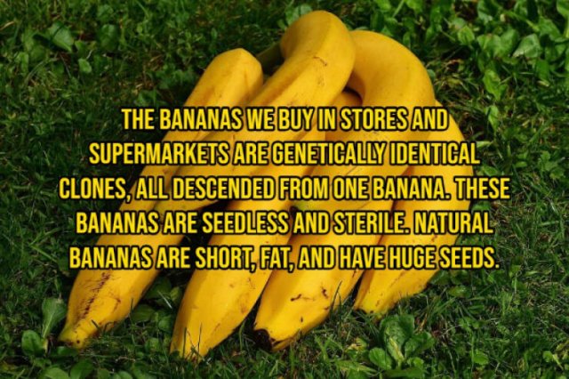 Interesting Facts (14 pics)