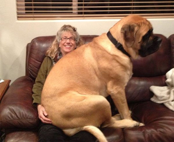 Huge Dogs (30 pics)