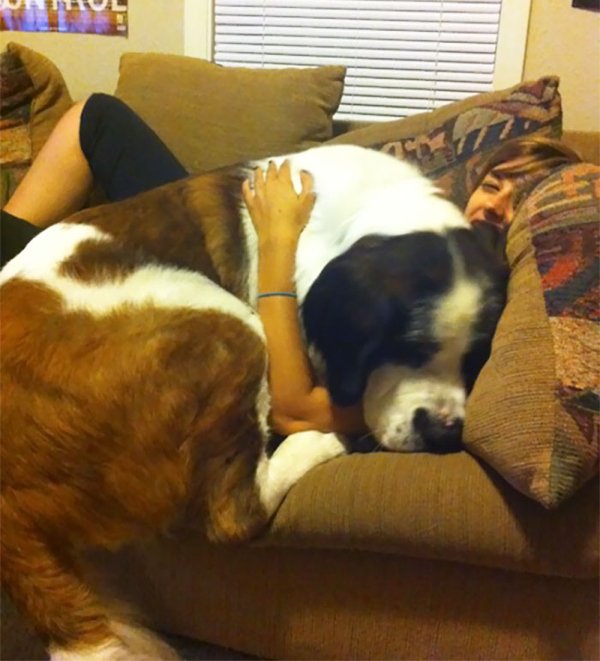 Huge Dogs (30 pics)