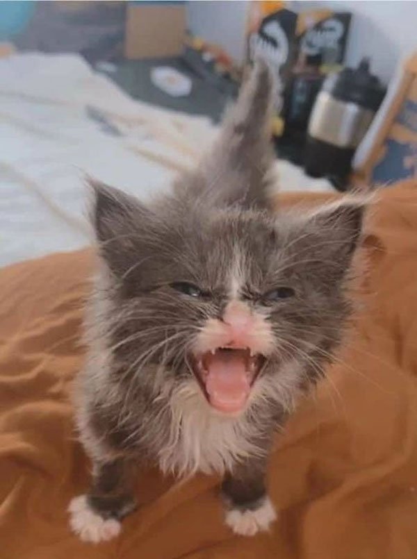 ''Angry'' Cats (25 pics)