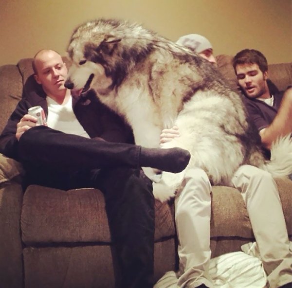 Huge Dogs (30 pics)