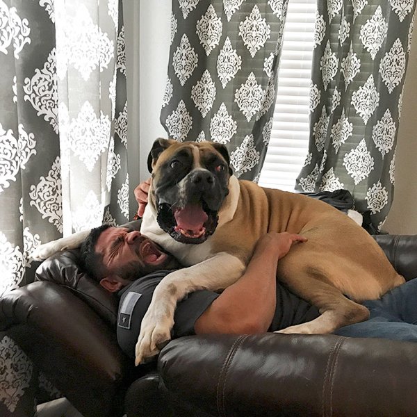 Huge Dogs (30 pics)