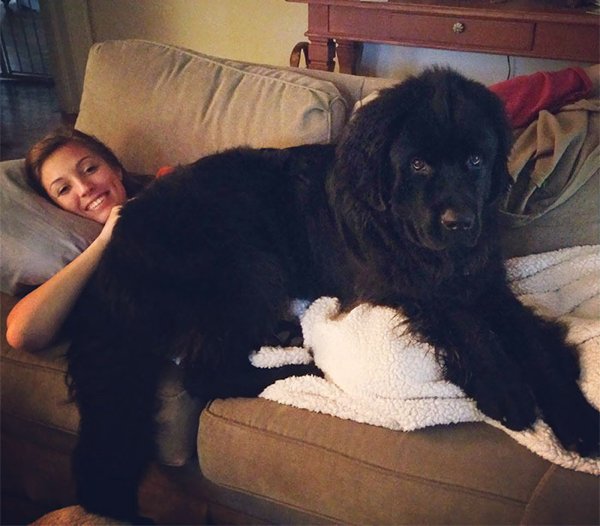 Huge Dogs (30 pics)