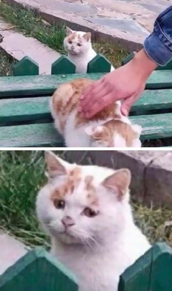 ''Angry'' Cats (25 pics)